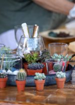Terrarium workshops