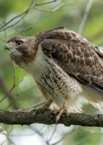 Bird-watching excursion