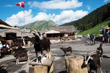 © Vallée d'Aulps - Yvan Tisseyre/OT Vallée d'Aulps