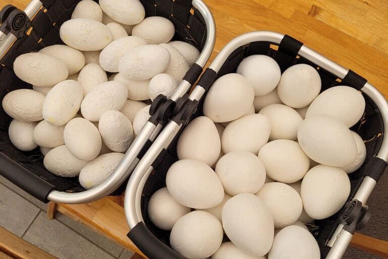 © Easter egg hunt at the Tropiquarium - Tropiquarium