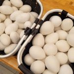 © Easter egg hunt at the Tropiquarium - Tropiquarium