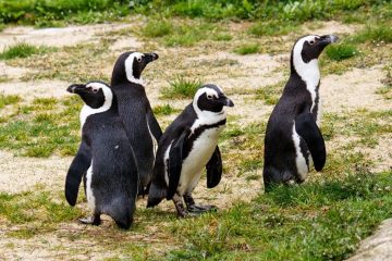 © Easter egg hunt at the Tropiquarium - Tropiquarium