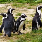 © Easter egg hunt at the Tropiquarium - Tropiquarium