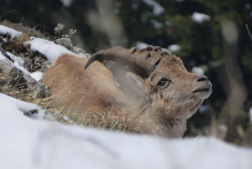 Winter wildlife on snowshoes
