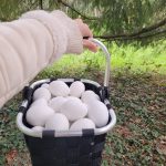 Easter egg hunt at the Tropiquarium_Servion