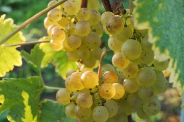© Visit and tasting at Château La Tour de Marignan - O.Canelli