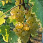 © Visit and tasting at Château La Tour de Marignan - O.Canelli