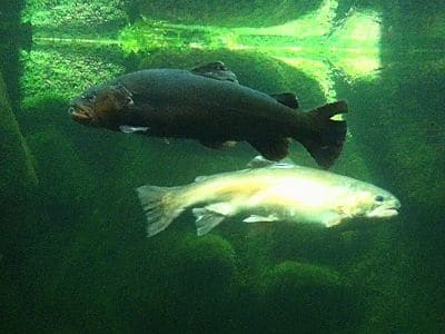 Lake Geneva is teeming with several species of fish. Not all of them are native to the lake, and some species, such as the sunfish, were introduced by fishermen.