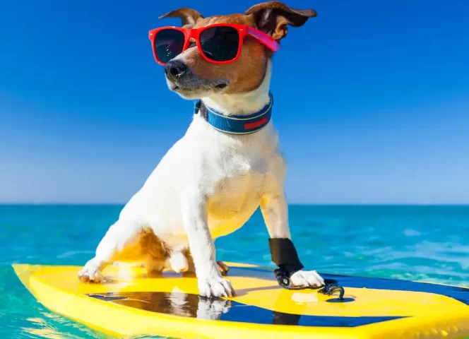 Traveling with Your Dog Around Lake Geneva